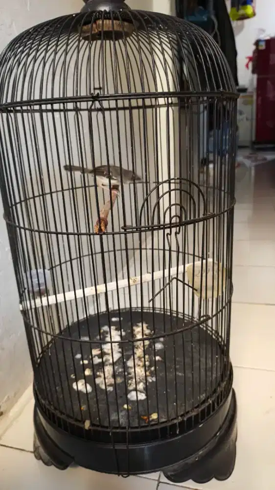 Burung ciblek kristal bunyi rajin fullset