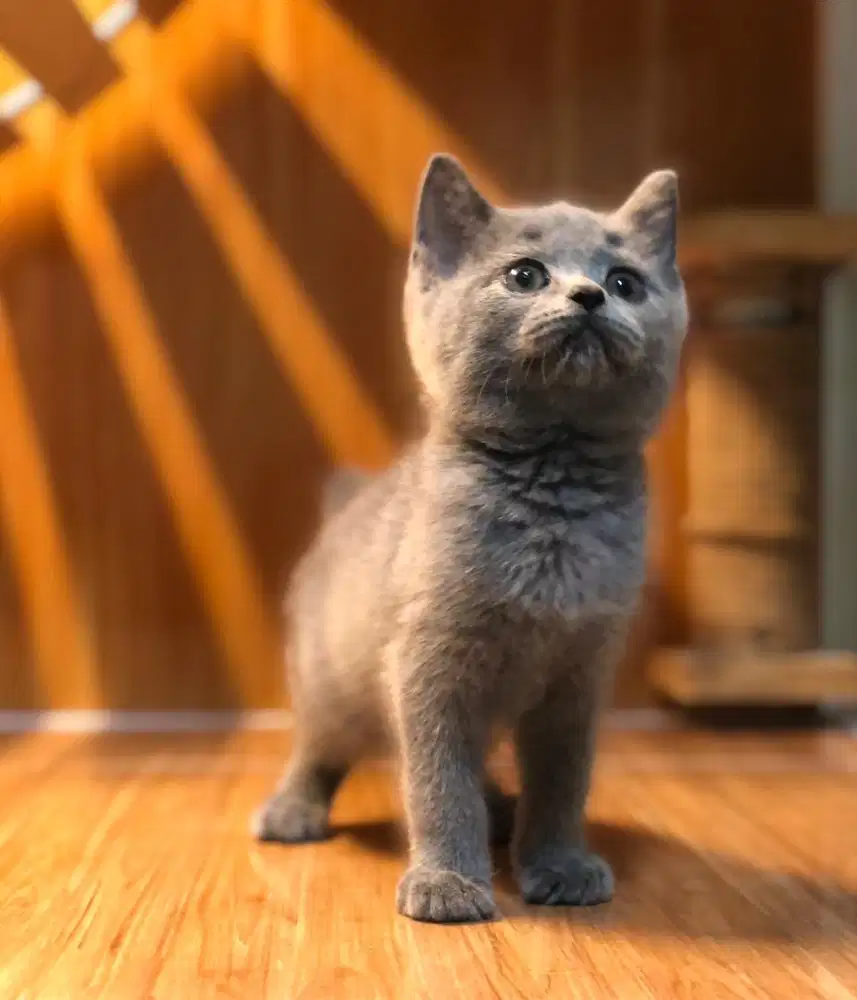 Kucing british shorthair