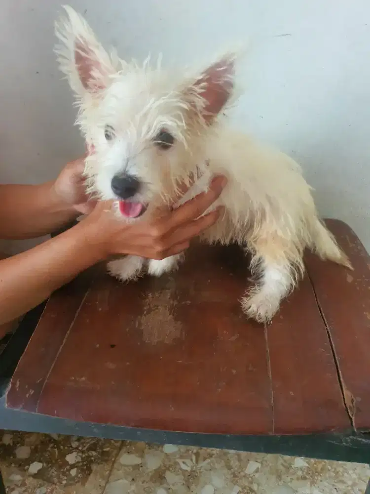 Dijual anjing westie ( west highland white terrier )