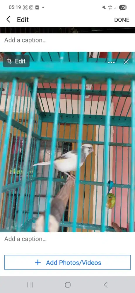 Kenari AF panda murah