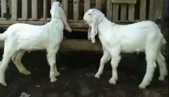 2 ekor anakan kambing etawa senduro jantan 4 bulanan super jamin puas