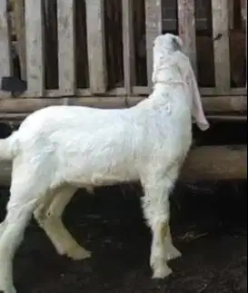 2 ekor anakan kambing etawa senduro jantan 4 bulanan super jamin puas