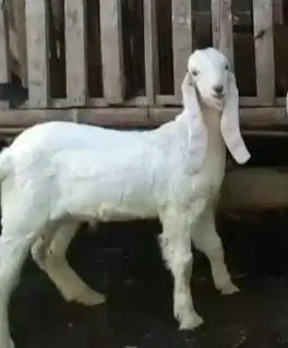 2 ekor anakan kambing etawa senduro jantan 4 bulanan siap penggemukan