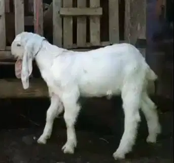 2 ekor anakan kambing etawa senduro jantan 4 bulanan siap penggemukan