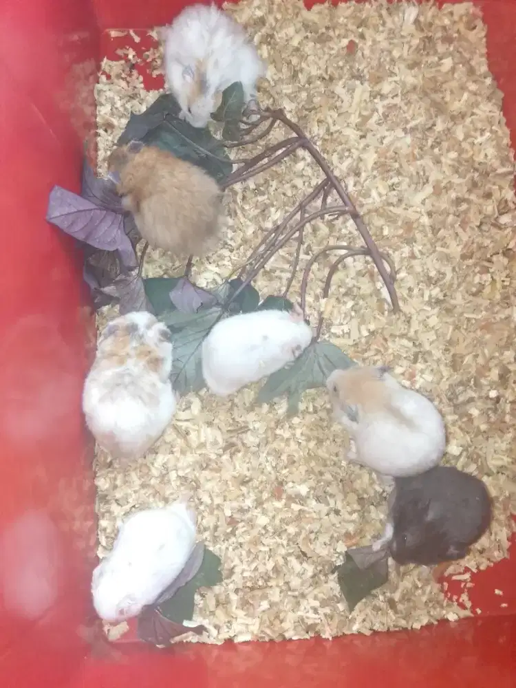 Jual hamster syrian indukan anakan ada