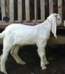 2 ekor anakan kambing etawa senduro jantan 4 bulanan siap ternak puas