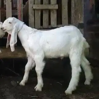 2 ekor anakan kambing etawa senduro jantan 4 bulanan siap ternak puas