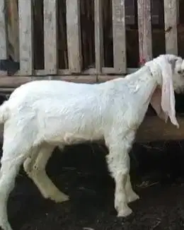 2 ekor anakan kambing etawa senduro jantan 4 bulanan siap ternak puas