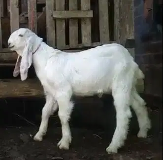 2 ekor anakan kambing etawa senduro jantan 4 bulanan siap ternak puas