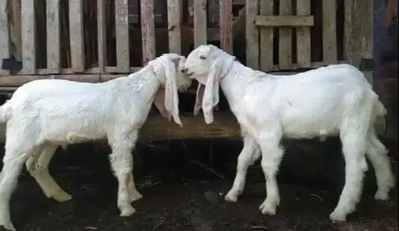 2 ekor anakan kambing etawa senduro jantan 4 bulanan siap ternak hobby