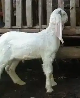 2 ekor anakan kambing etawa senduro jantan 4 bulanan siap ternak hobby
