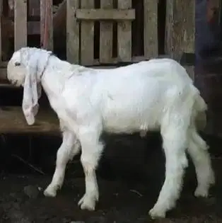 2 ekor anakan kambing etawa senduro jantan 4 bulanan siap ternak hobby
