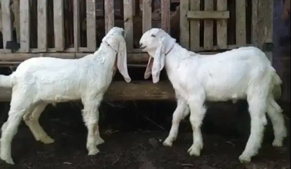 2 ekor anakan kambing etawa senduro jantan superan 4 bulanan jamin top