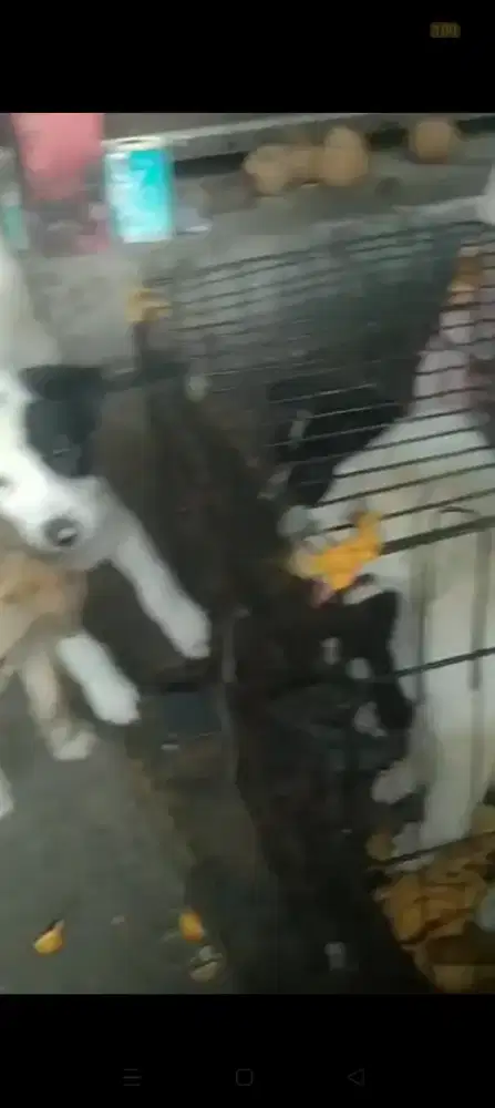 Anjing lucu silahkan yang minat adofsi