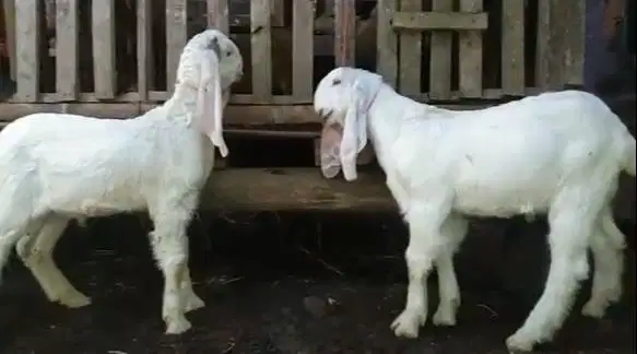 2 ekor anakan kambing etawa senduro 4 bulanan jantan siap ternak hobby