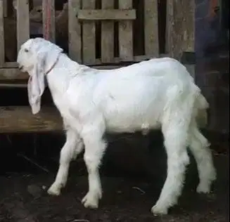 2 ekor anakan kambing etawa senduro 4 bulanan jantan siap ternak hobby