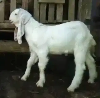 2 ekor anakan kambing etawa senduro 4 bulanan siap ternak hobby manteb