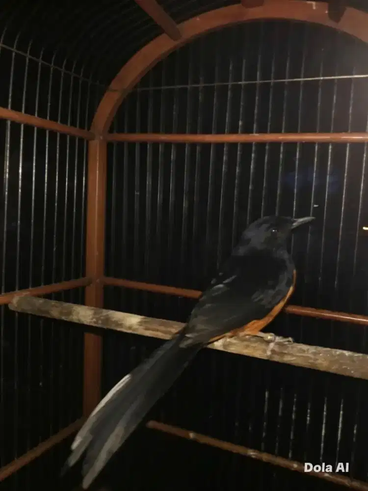 Burung murai batu Aceh