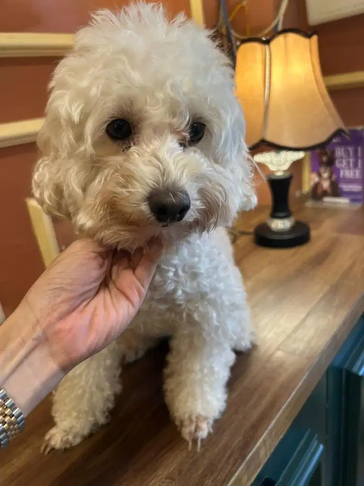 Toy Poodle Putih Betina