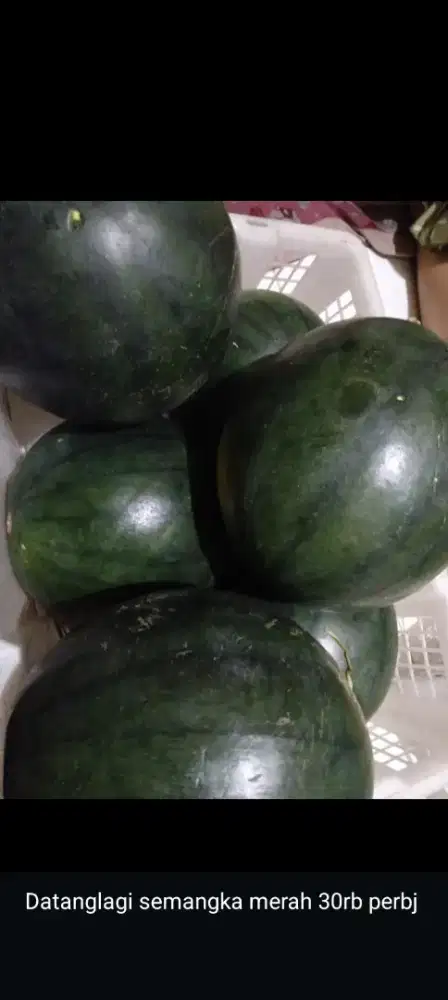 Semangka merah harga bijian yaa lebih murah