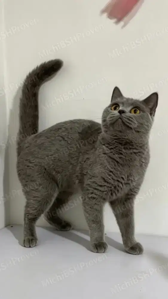 British Shorthair Blue Solid Purebreed