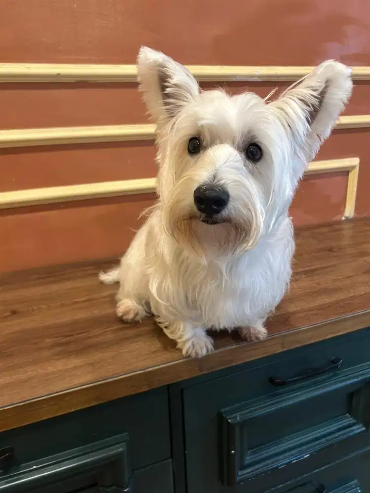 Westie Terier Betina