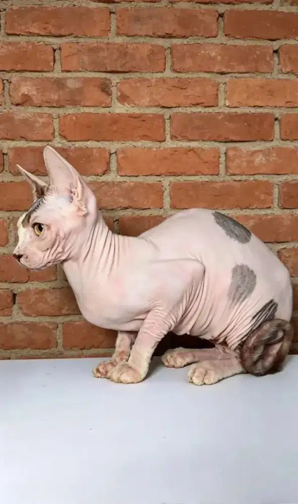 Sphynx Indukan Proven 2×