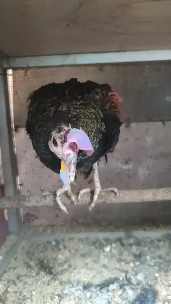 Ayam hutan hijau