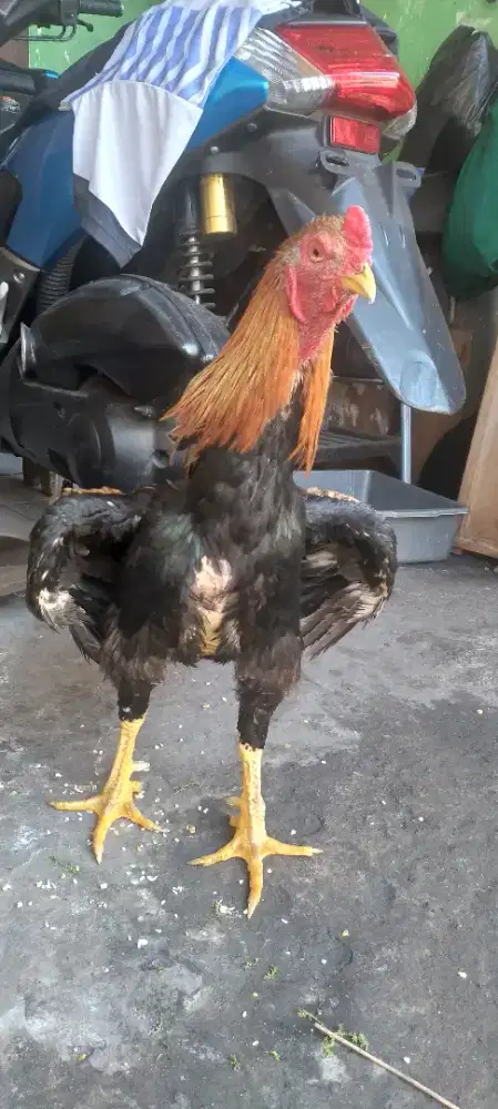 Ayam jago bangkok