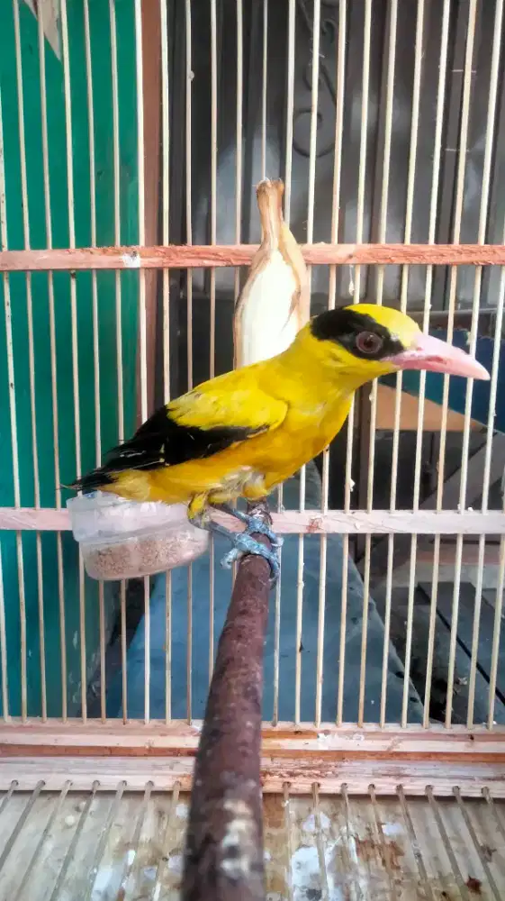 Kepodang Bali Jantan Badan Gede Panjang Rawatan Rajin Bunyi