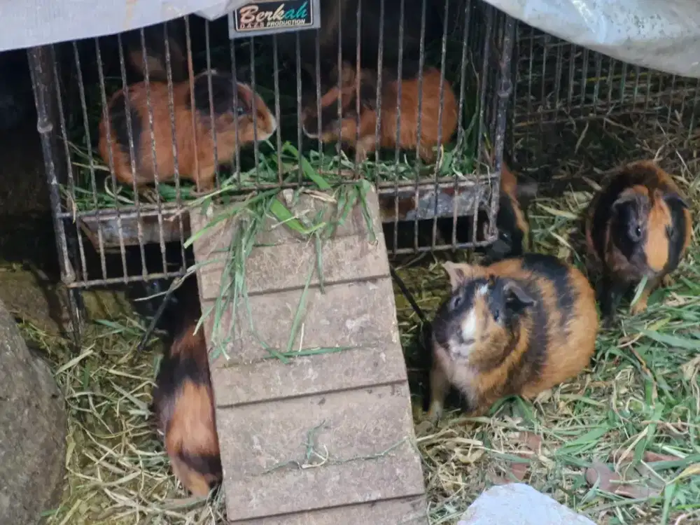 Guinea Pig / Marmut