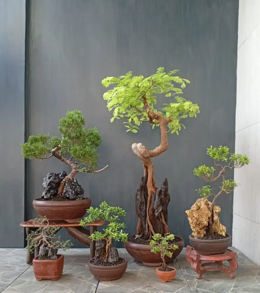 Borongan murah bonsai hias