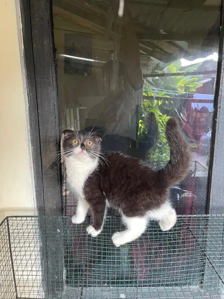 Bsh scotish fold female