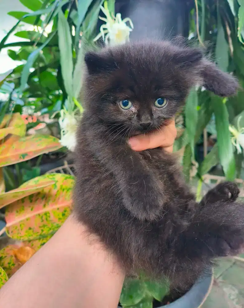 Lepas adopsi anabul menggemaskan
