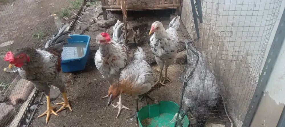 Ayam Kampung Hidup
