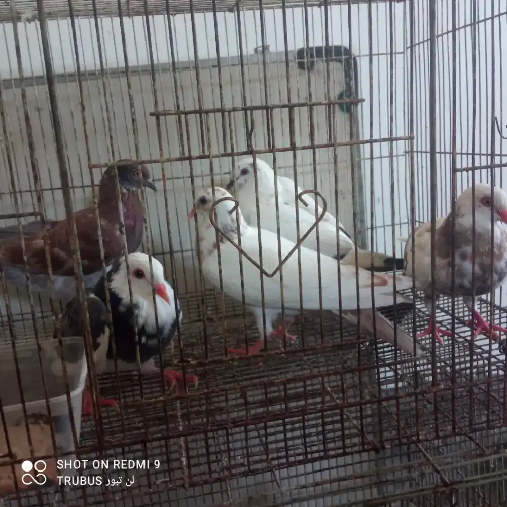 merpati piyek mandiri