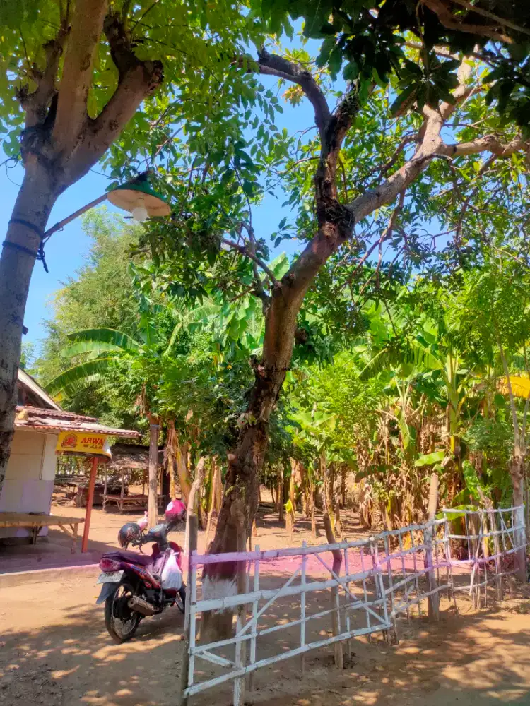 Tanah kebun Trebungan Mangaran