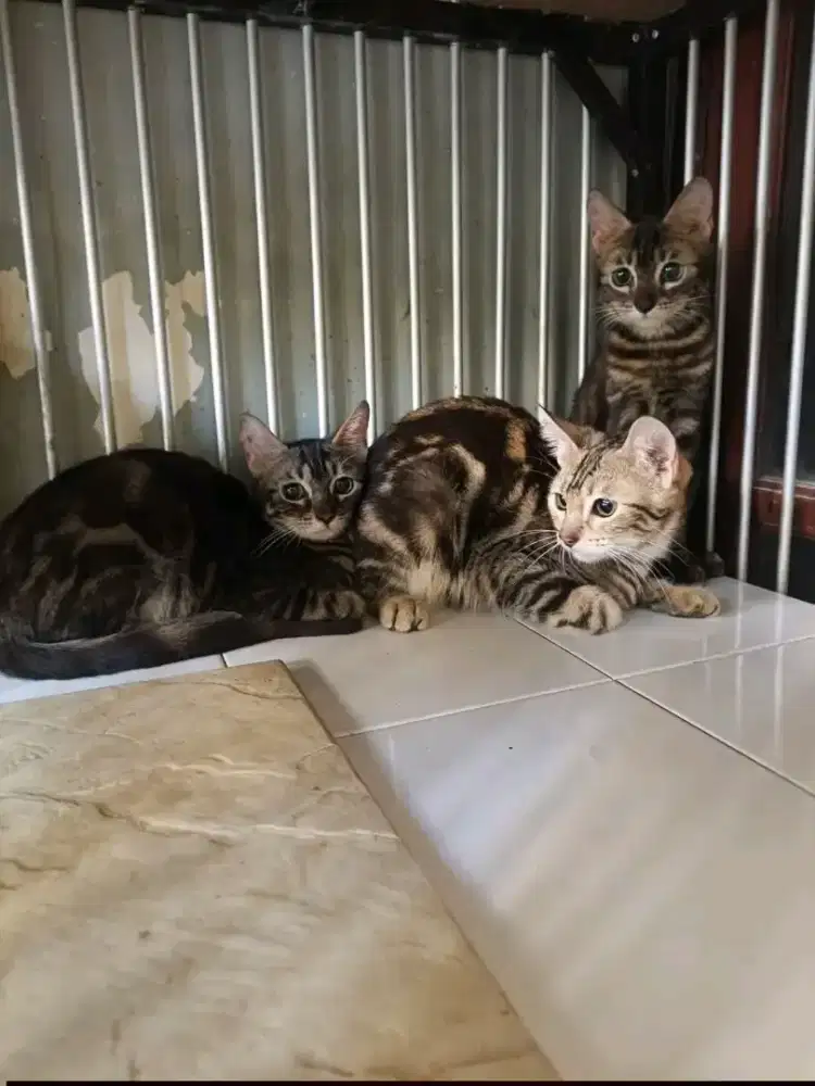 Kucing B E N G A L jantan-betina 5 bulan