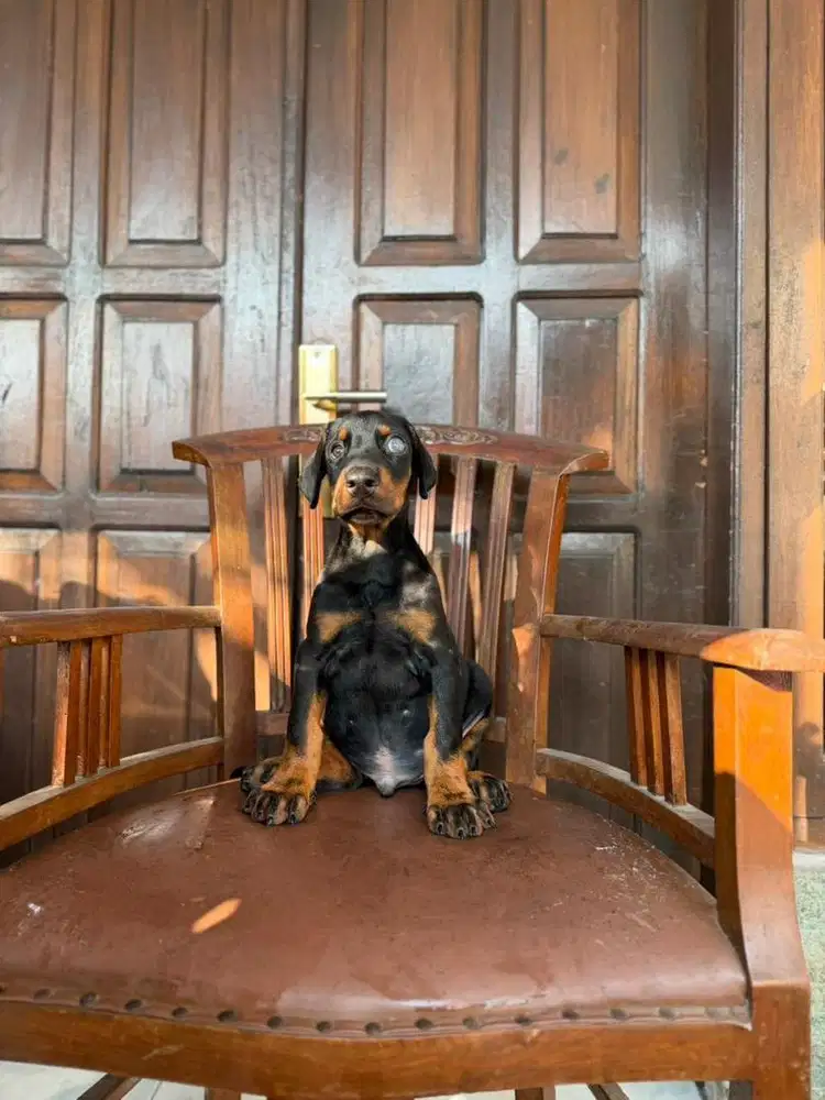 Semi hibah doberman jantan 1,5bln