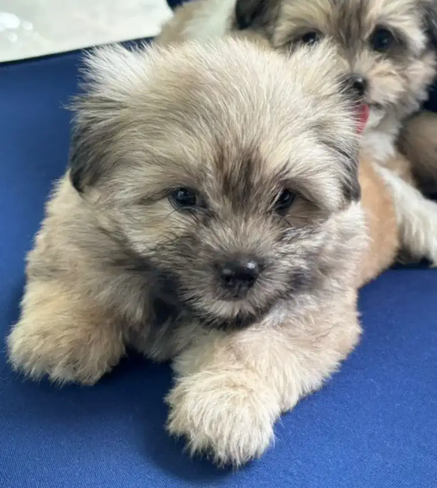 Anak Anjing usia 2 bln Boleh di Adopsi Saja