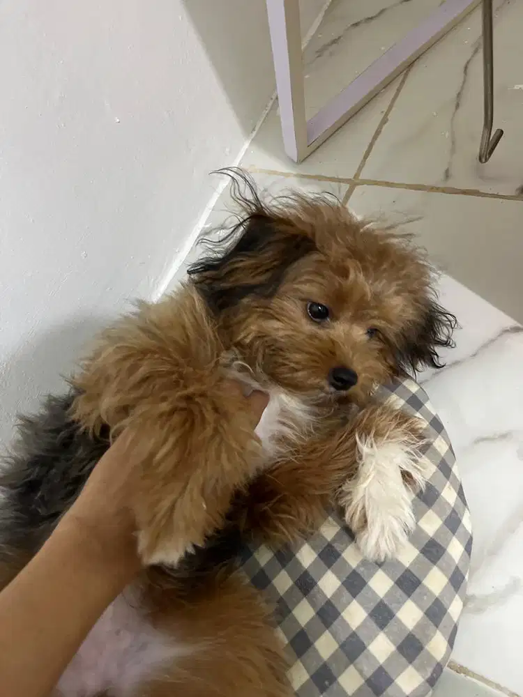 Anjing jenis shihpoo betina 1th