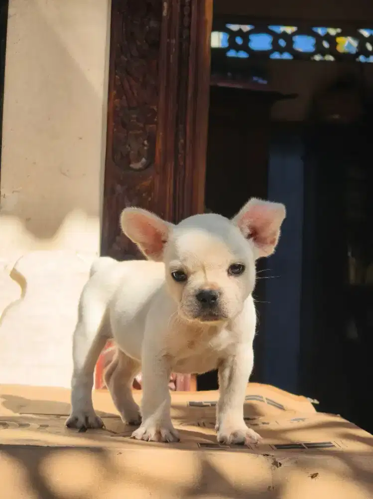 French bulldog female cream 2 month