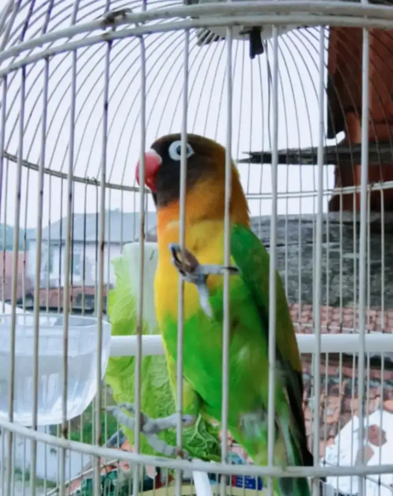 Burung Lovebird rajin harian ..