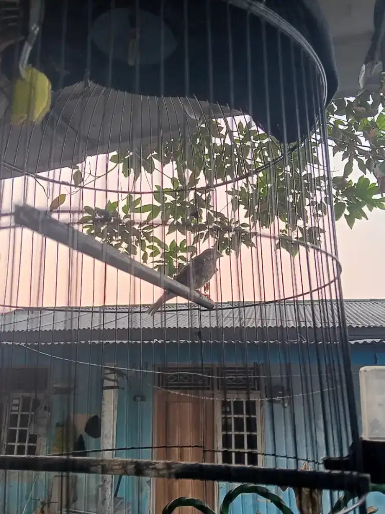 Blackthroat Sepasang