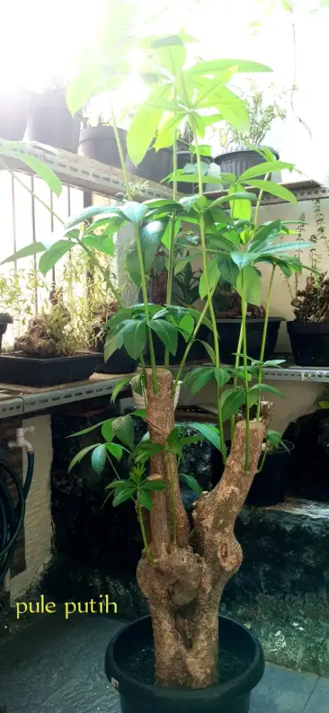 Bonsai pule putih medium