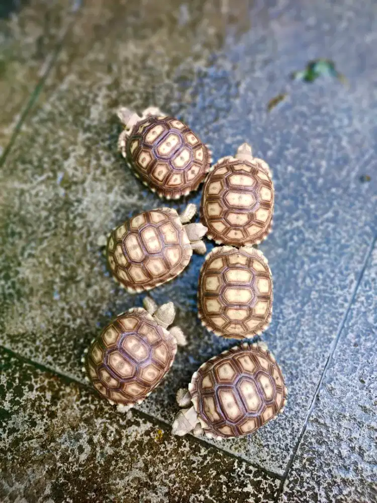 sulcata 7cm mulus no minus, sehat walafiat