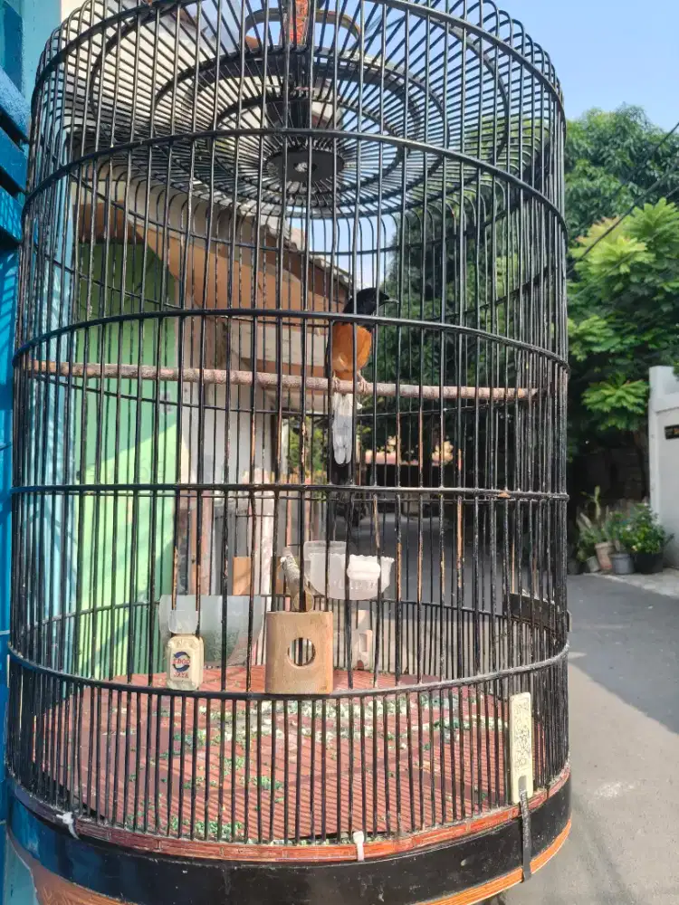 Murai MH muda isian byk lagi Dokor