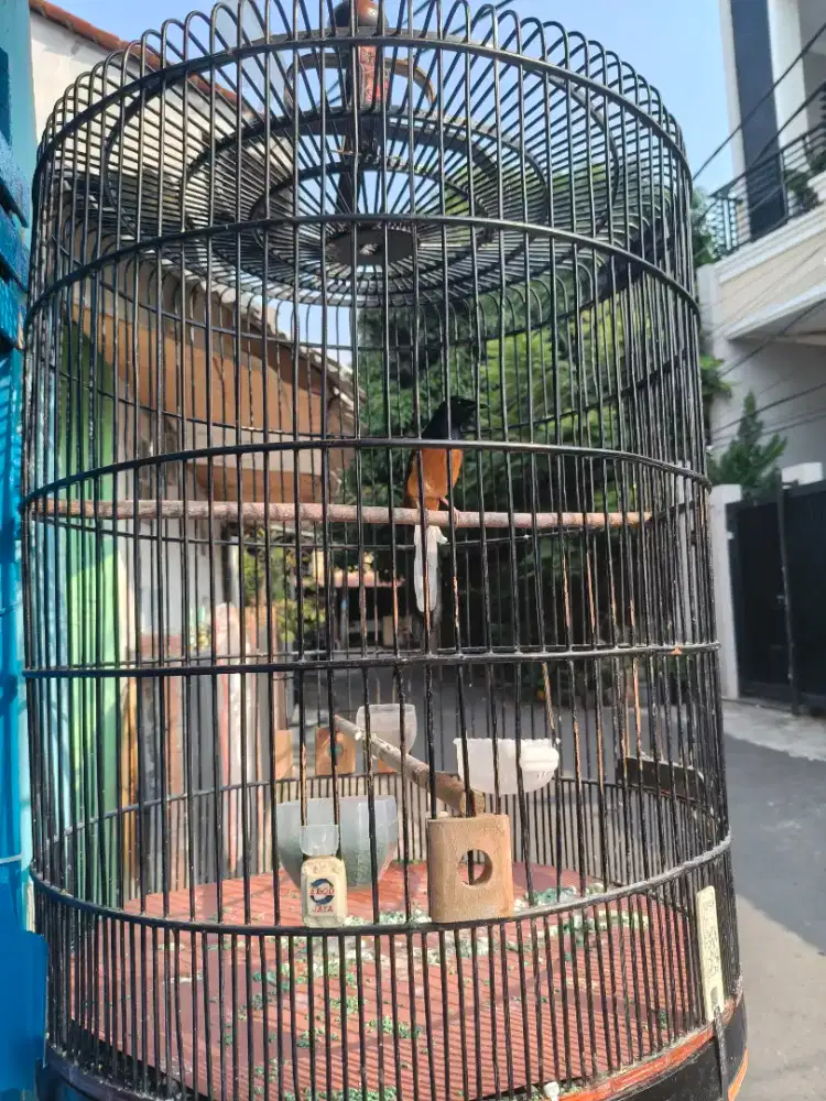 Murai MH muda isian byk lagi Dokor