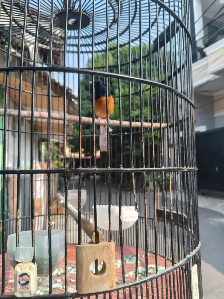 Murai MH muda isian byk lagi Dokor