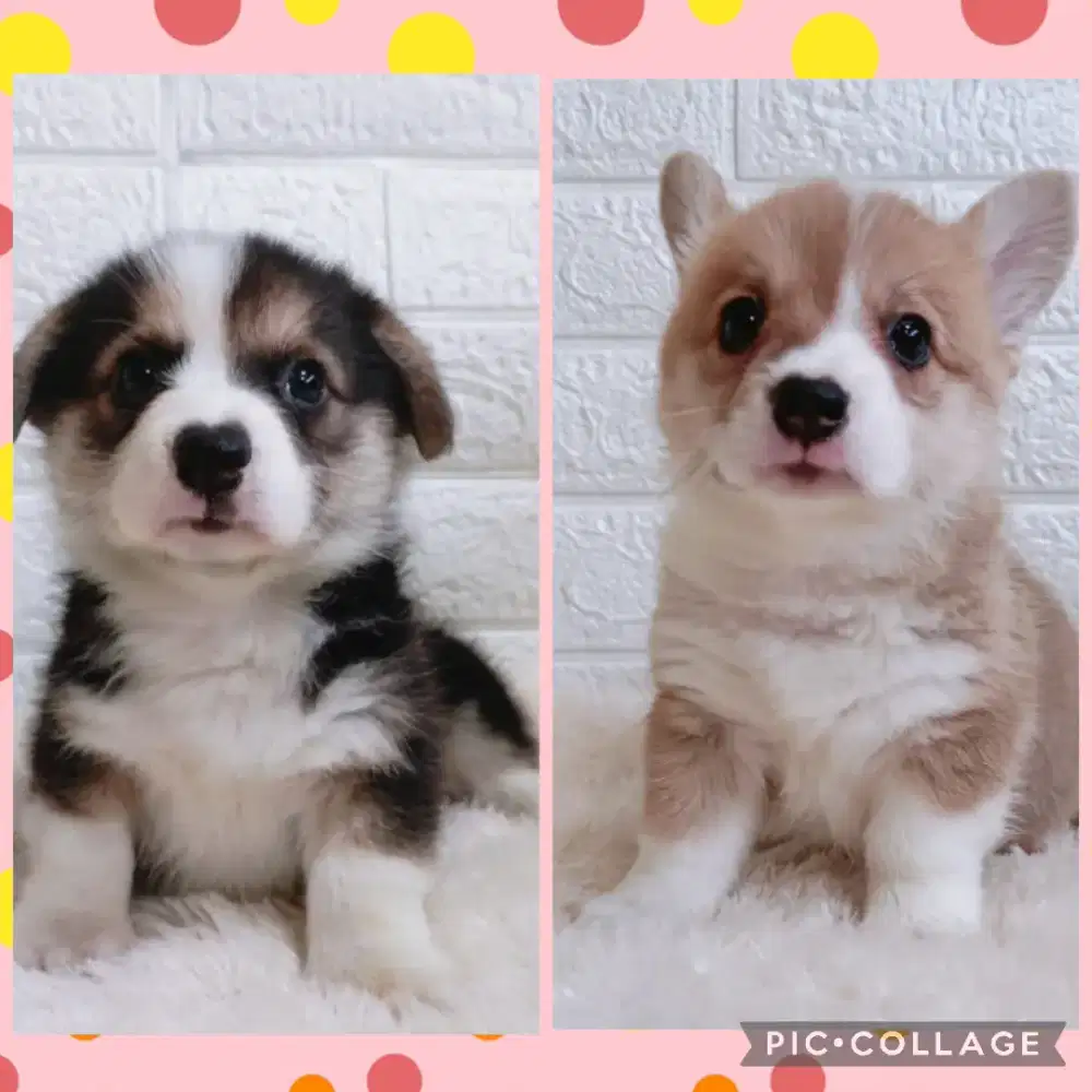 Jual,Corgi Jantan , Betina